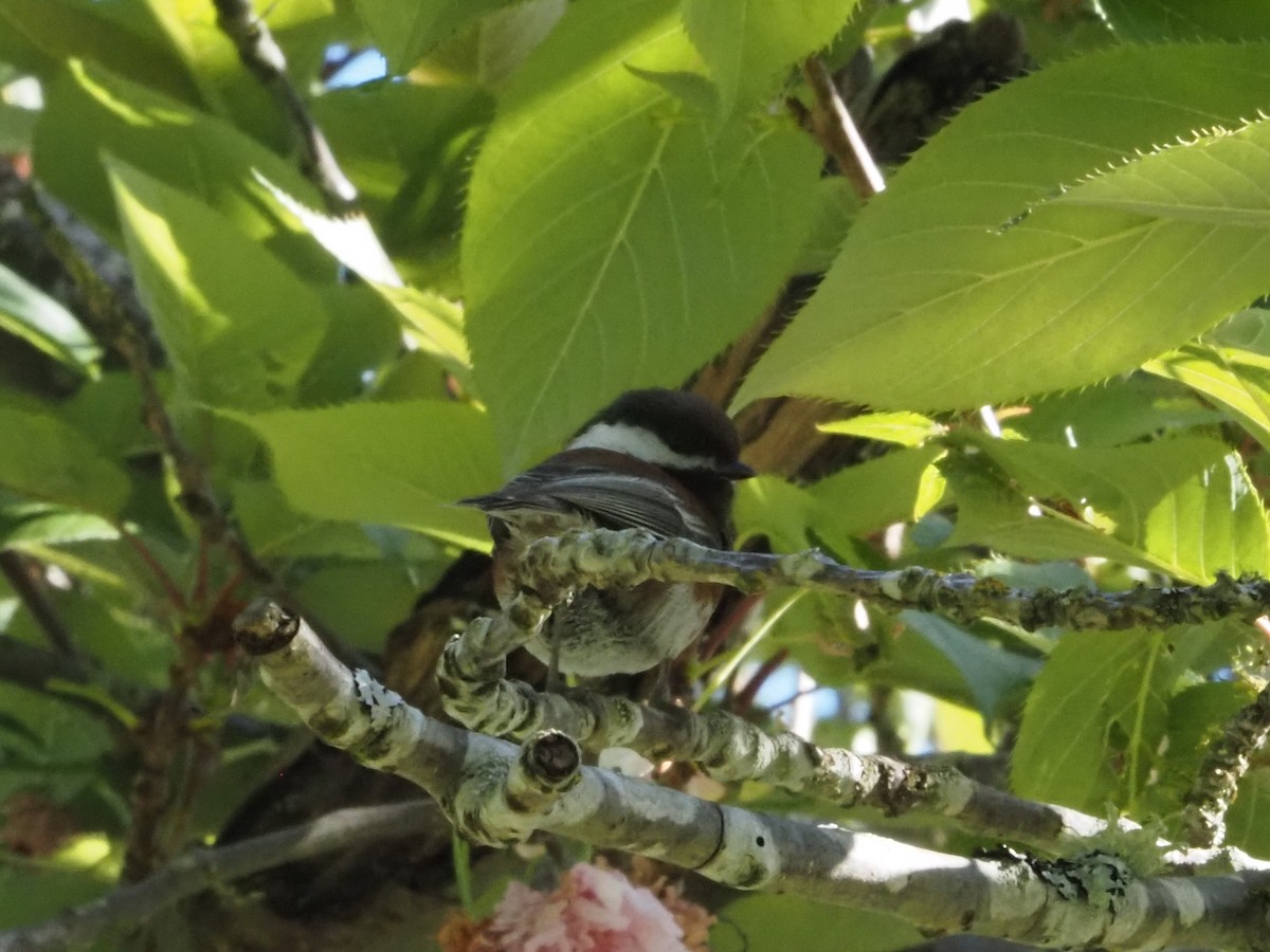 Chestnut-backed Chickadee - ML620282817