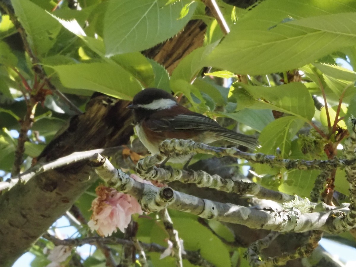 Chestnut-backed Chickadee - ML620282819