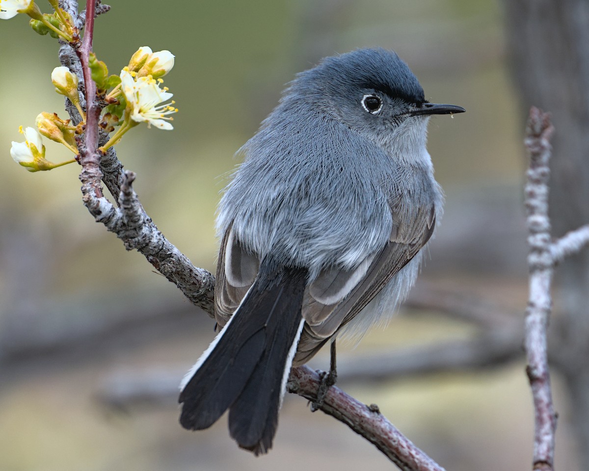 Black-throated Gray Warbler - ML620282821