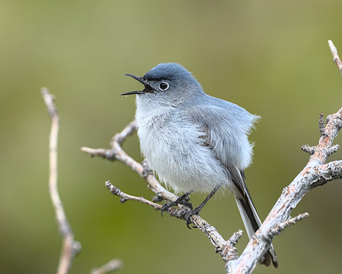 Black-throated Gray Warbler - ML620282823