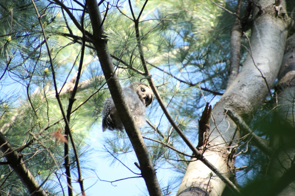 Barred Owl - ML620282825