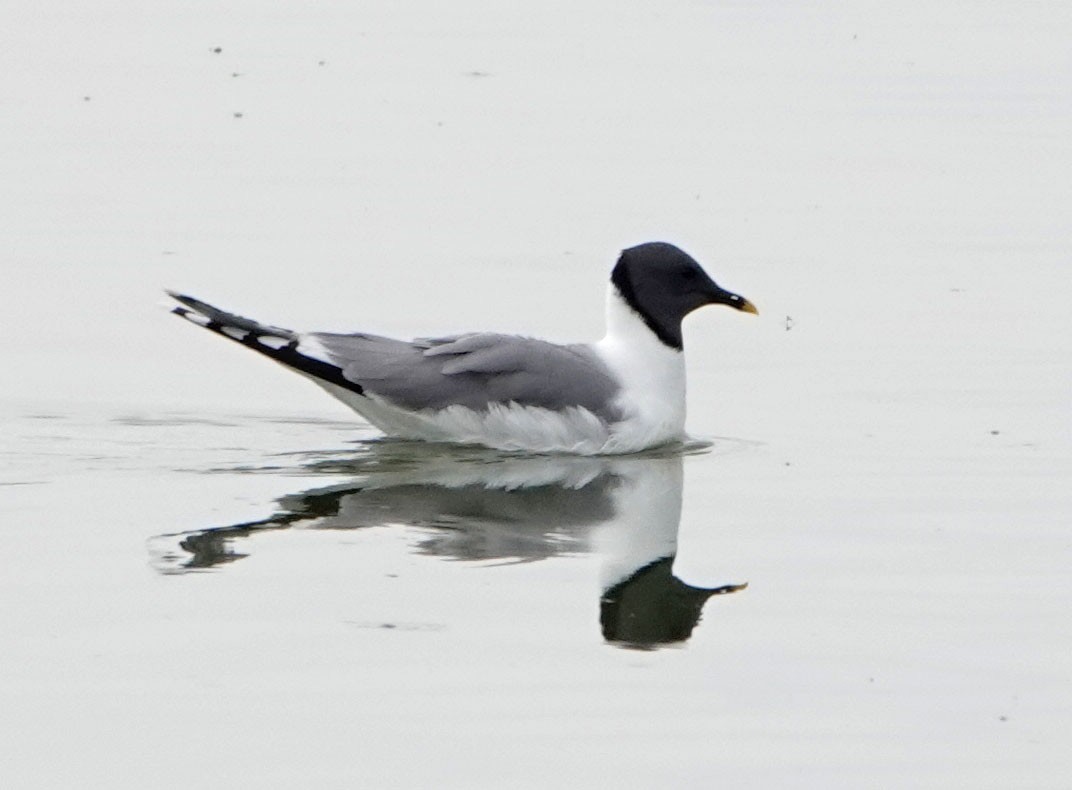 Sabine's Gull - ML620282827