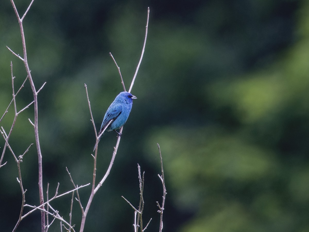 Indigo Bunting - ML620282833