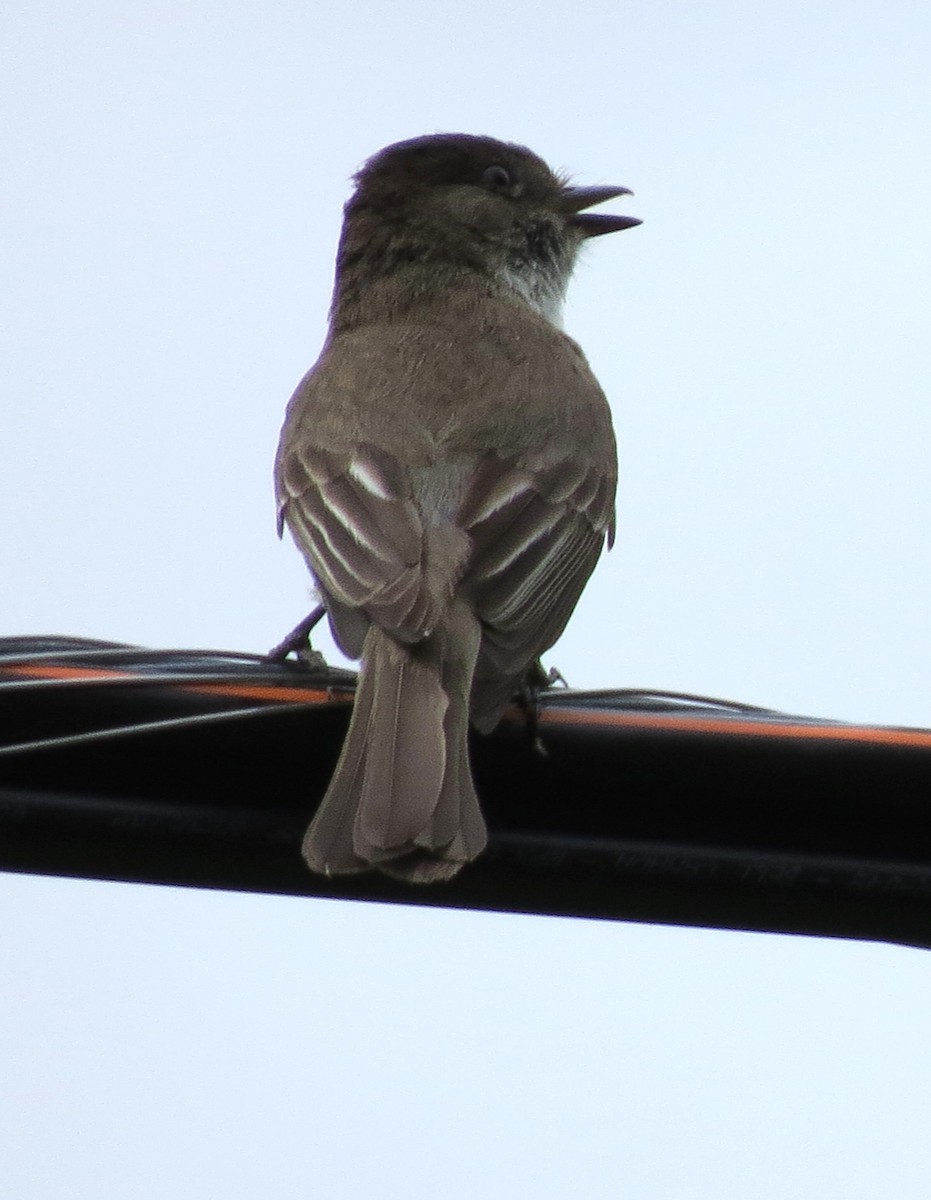 Eastern Phoebe - ML620282835