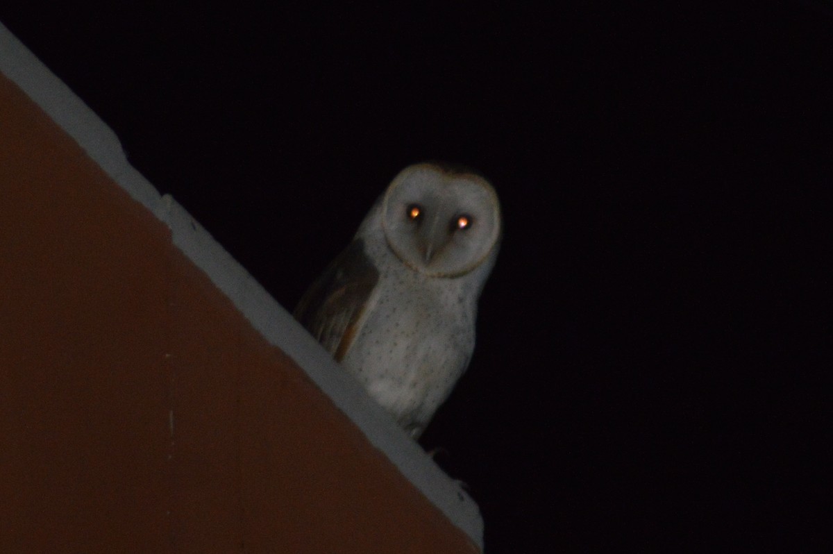 Barn Owl - ML620282836