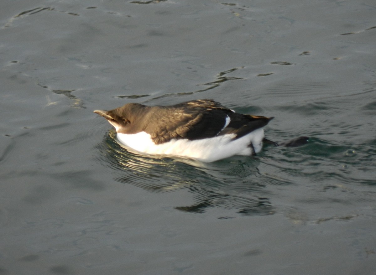 Thick-billed Murre - ML620282837