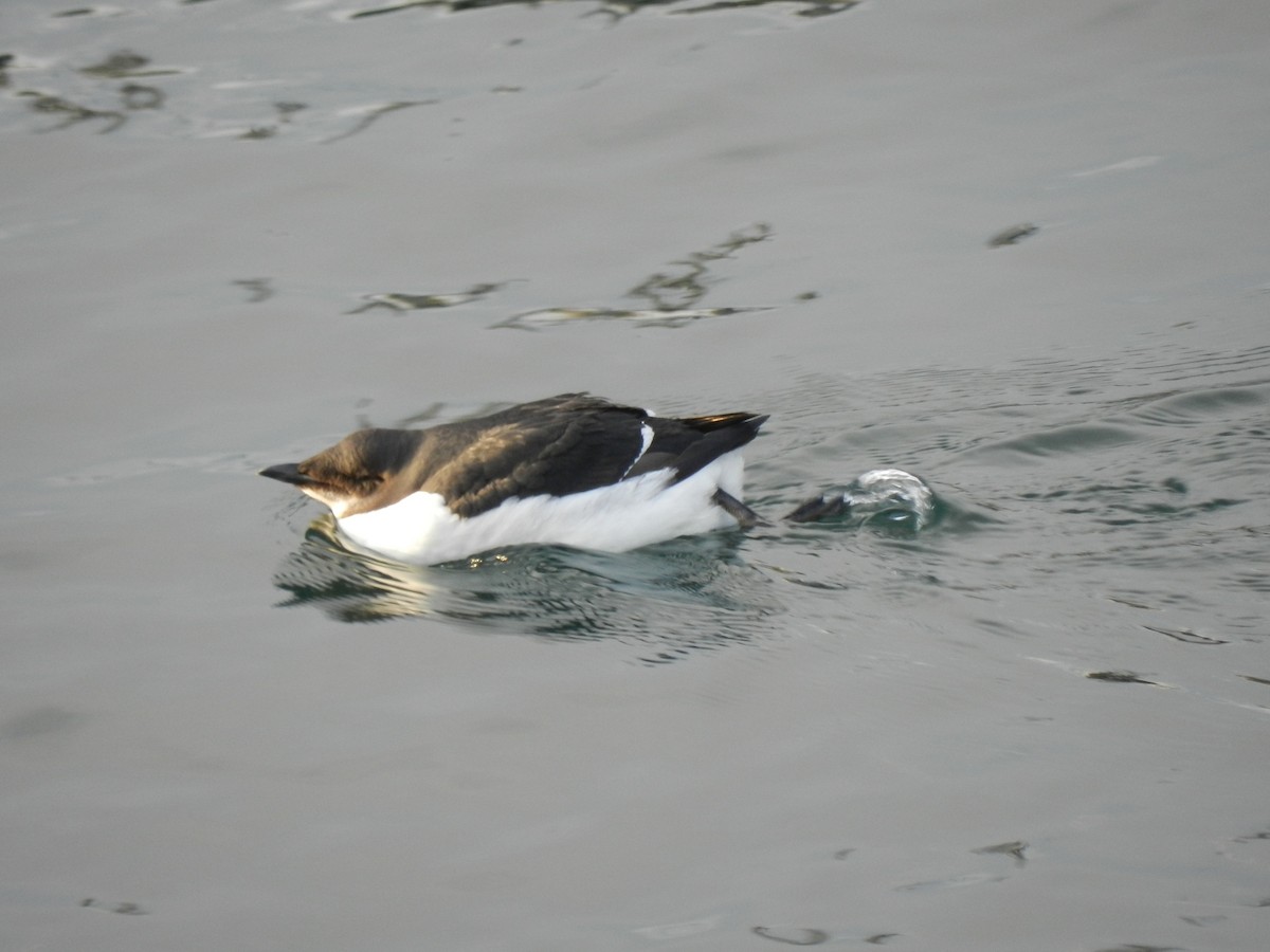 Thick-billed Murre - ML620282838