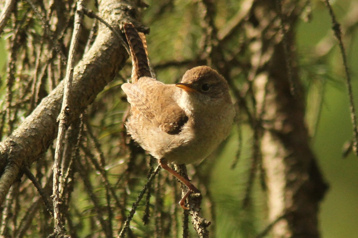 House Wren - ML620282839