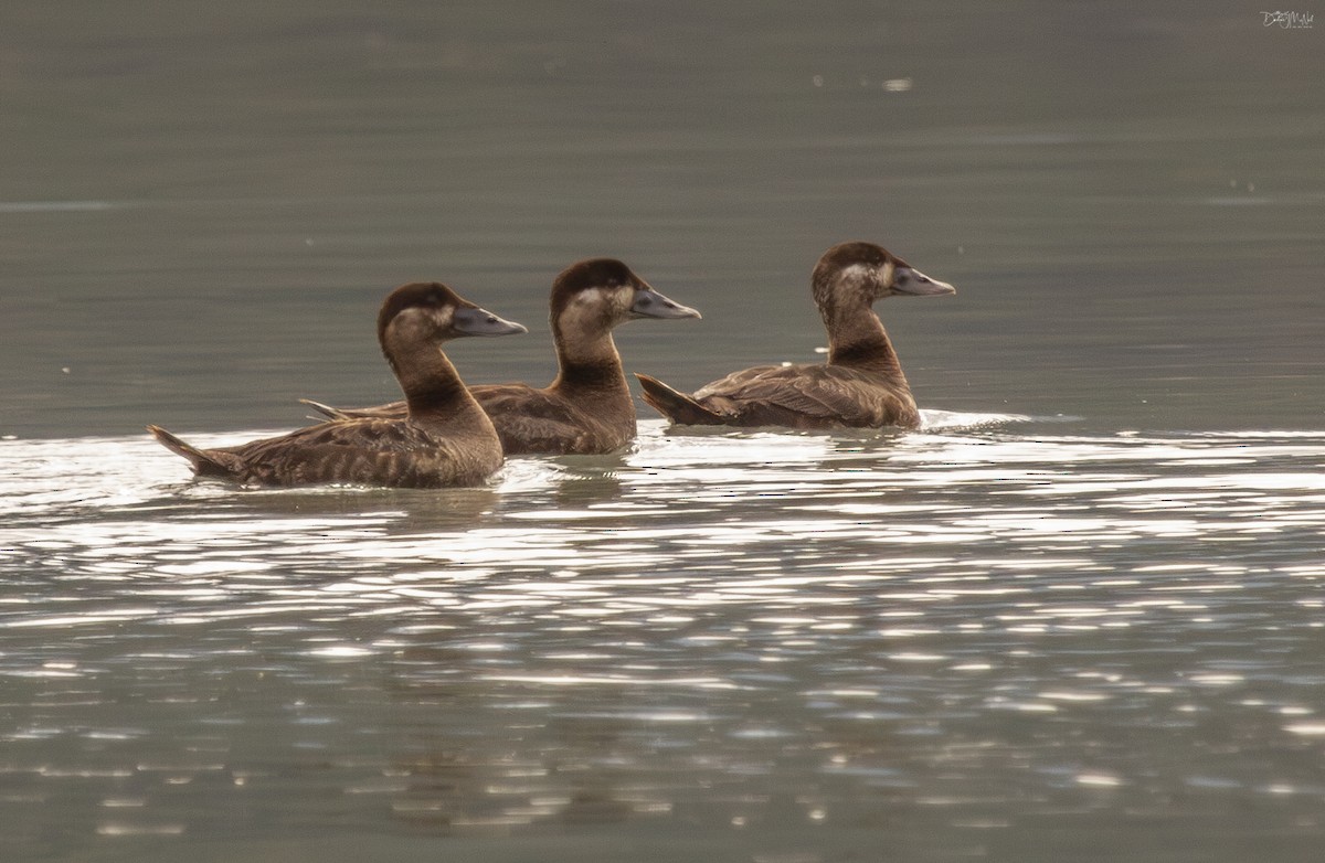 Surf Scoter - ML620282844