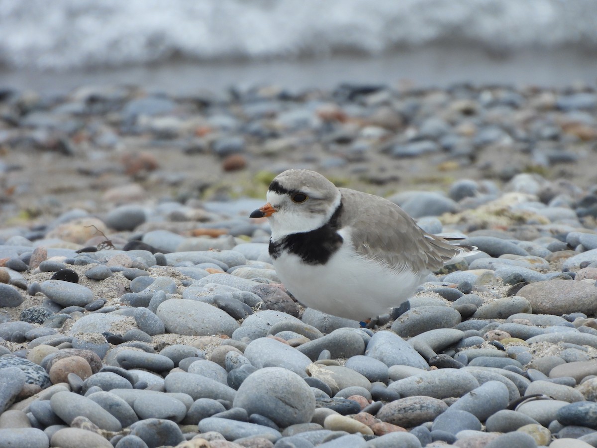 Piping Plover - ML620282845