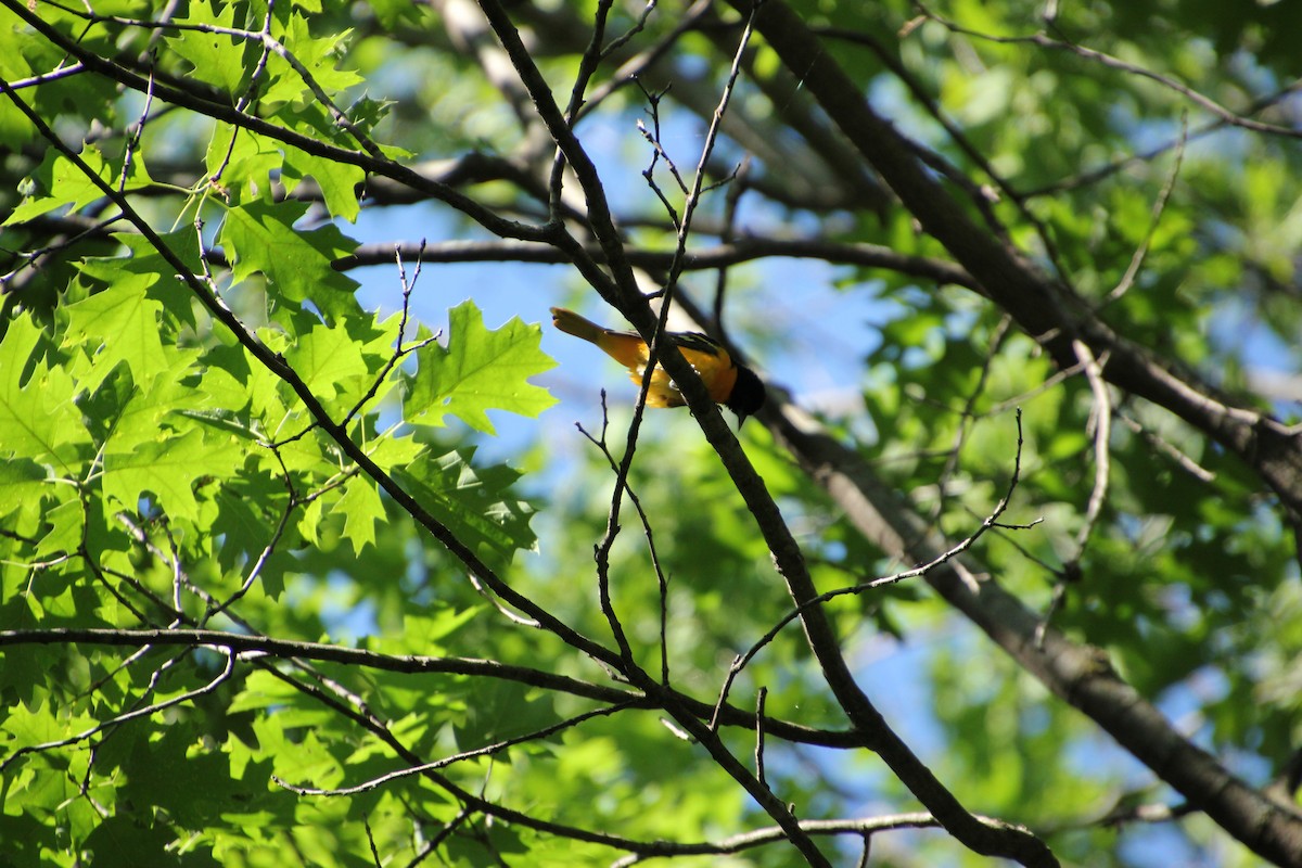 Baltimore Oriole - Dan Belgum