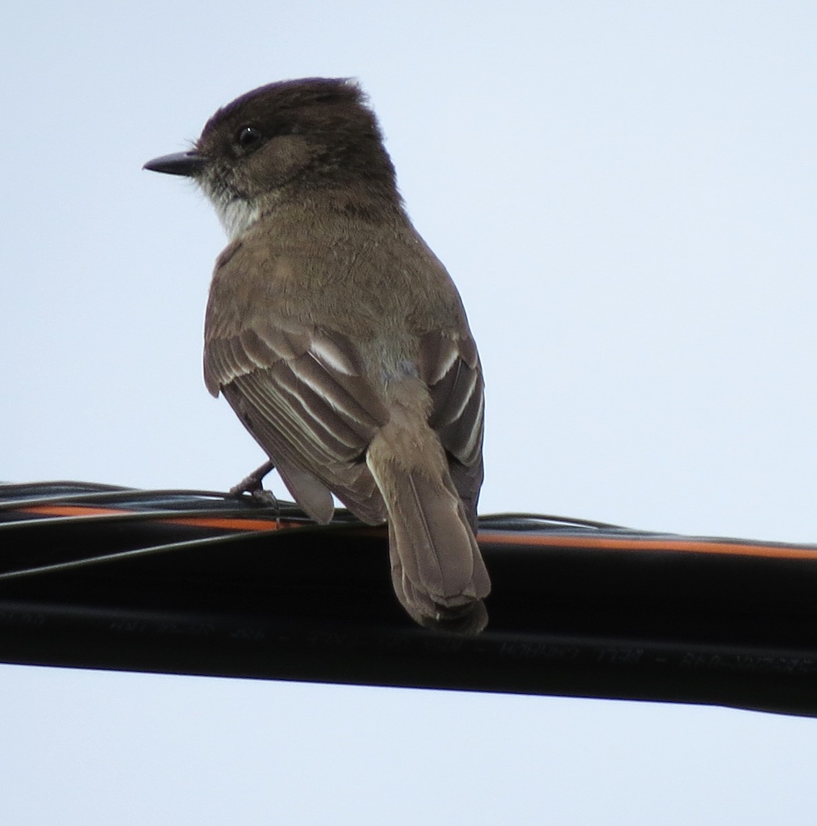 Eastern Phoebe - ML620282849