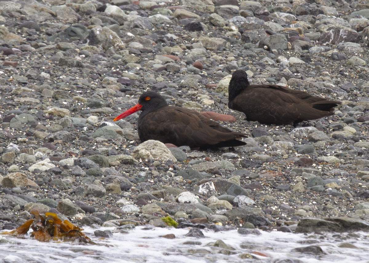 Black Oystercatcher - ML620282851