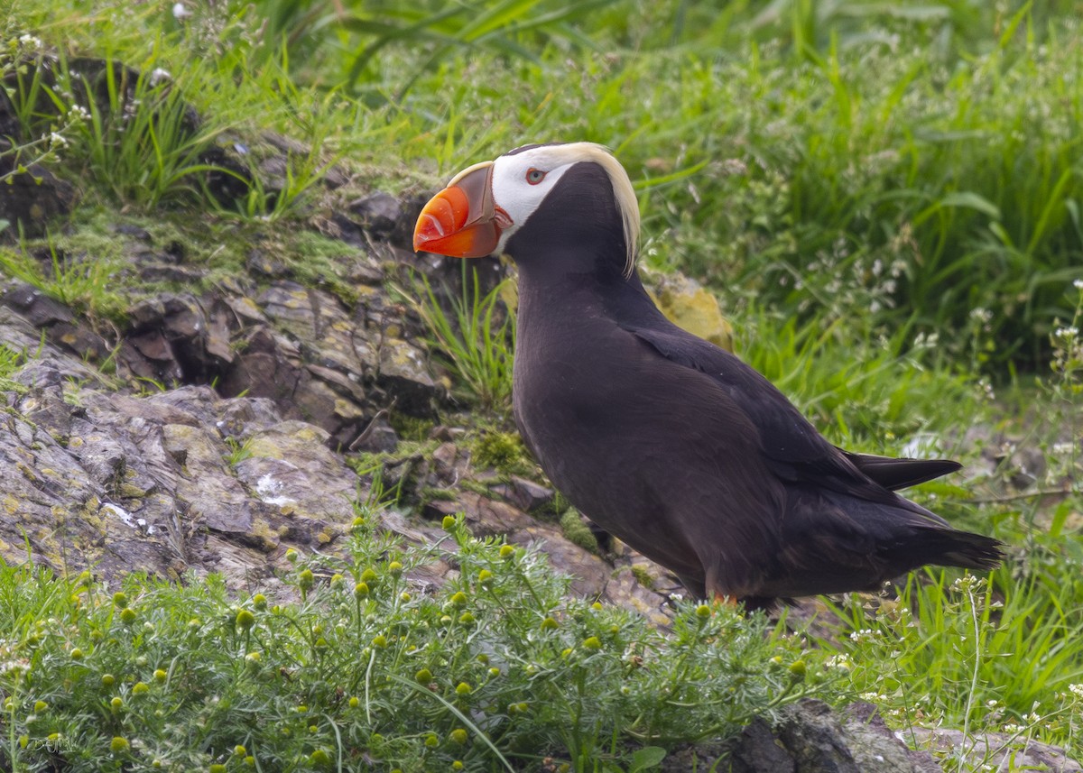 Tufted Puffin - ML620282861