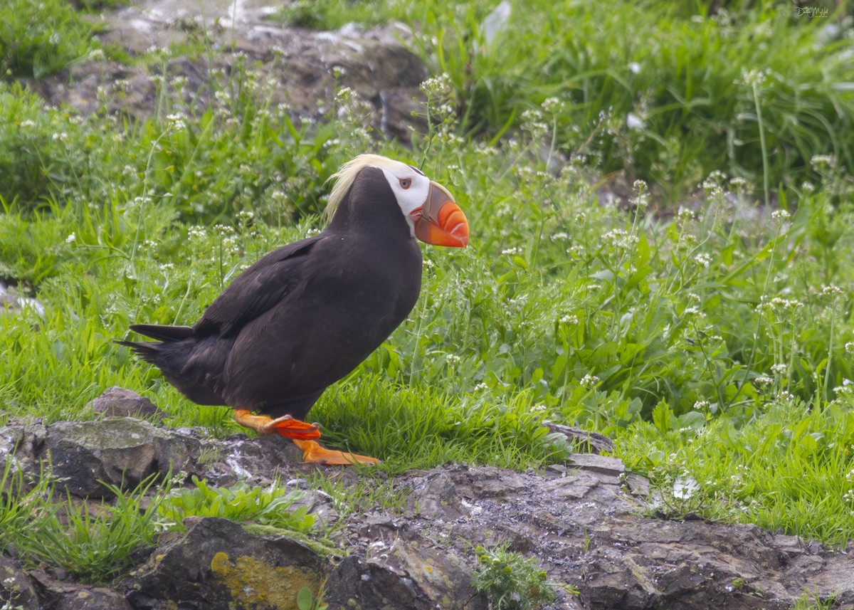 Tufted Puffin - ML620282862