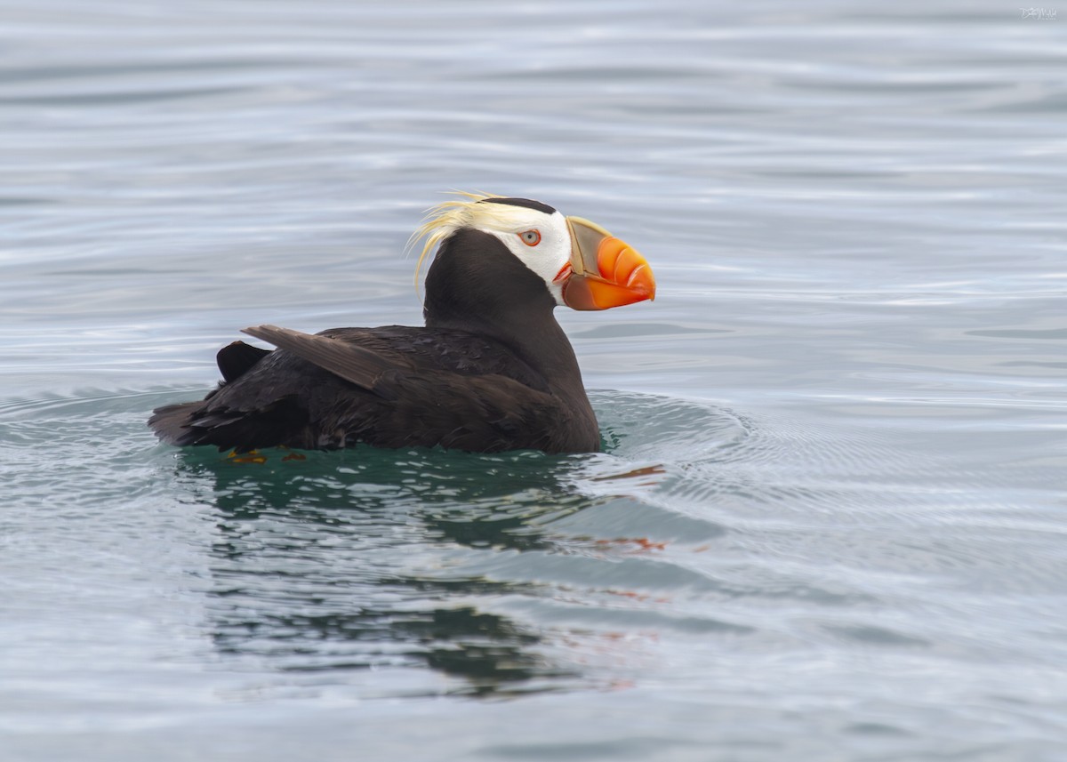 Tufted Puffin - Darlene J McNeil