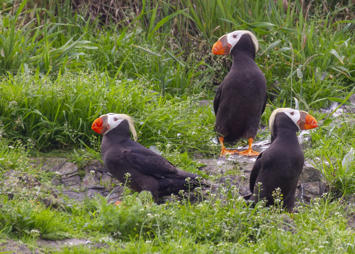 Tufted Puffin - ML620282864