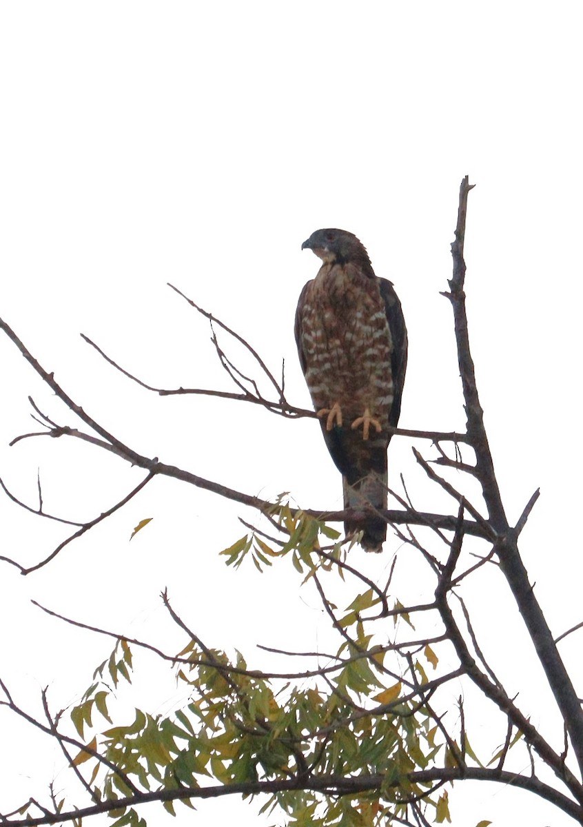 Oriental Honey-buzzard - ML620282865