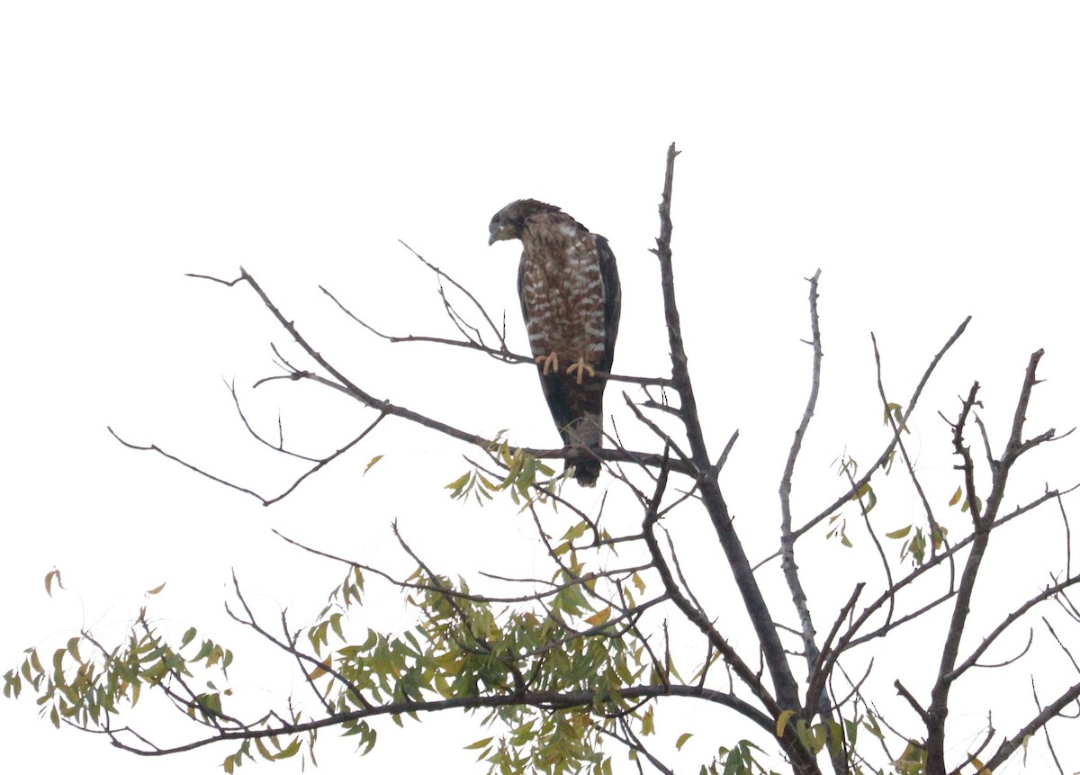 Oriental Honey-buzzard - ML620282866