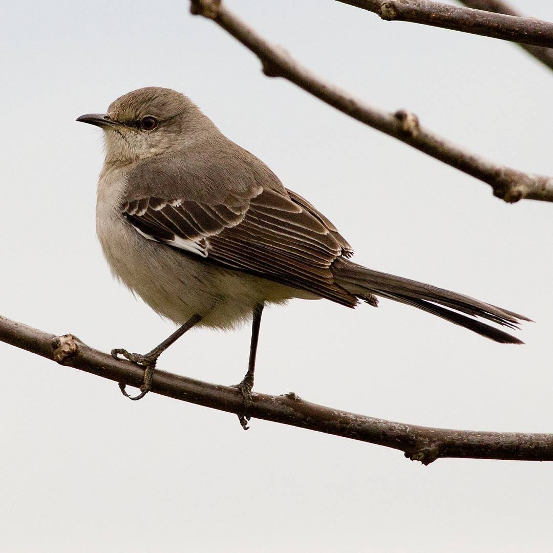 Northern Mockingbird - ML620282875