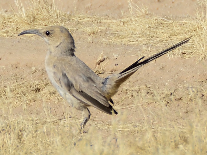 LeConte's Thrasher - ML620282879