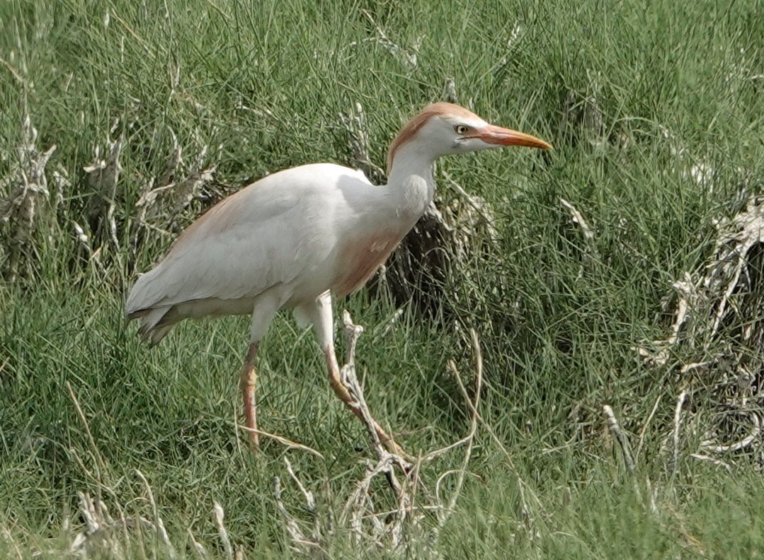 Чапля єгипетська (підвид ibis) - ML620282881