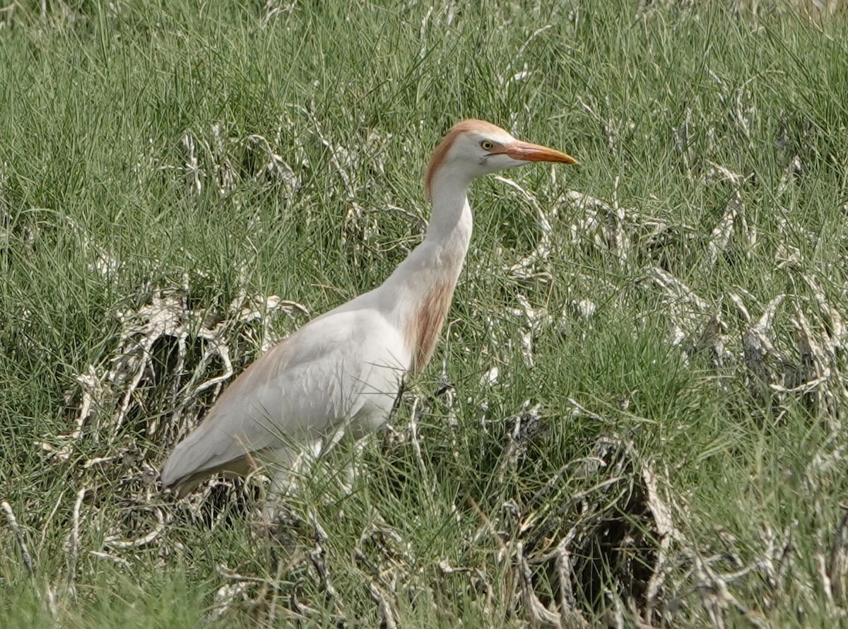 Western Cattle Egret - ML620282882