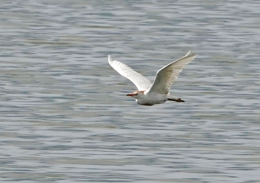 Western Cattle Egret - ML620282886