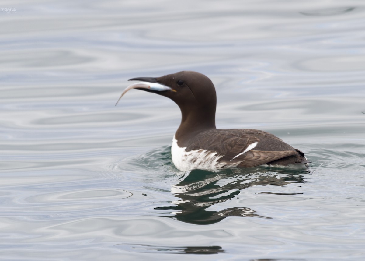 Common Murre - ML620282889