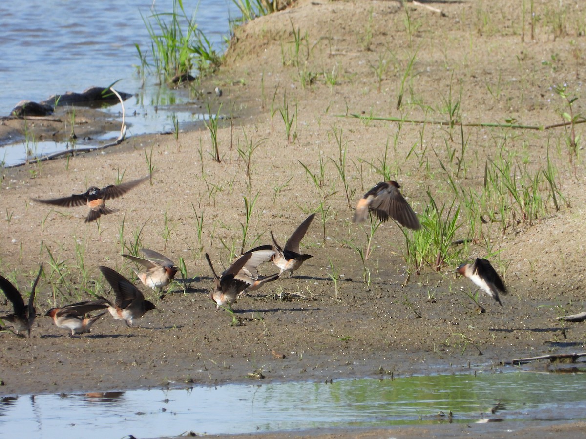 Cliff Swallow - ML620282900