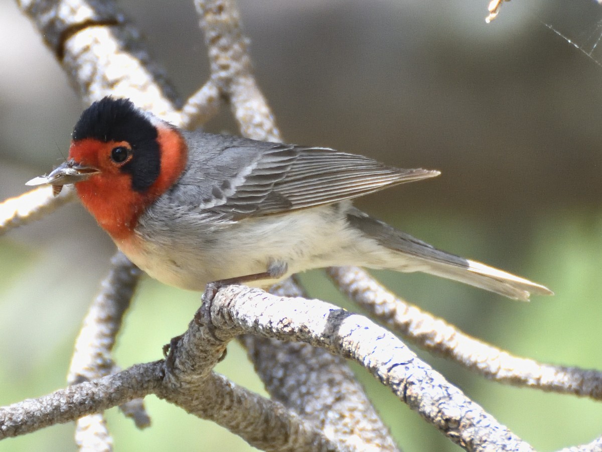 Red-faced Warbler - ML620282903