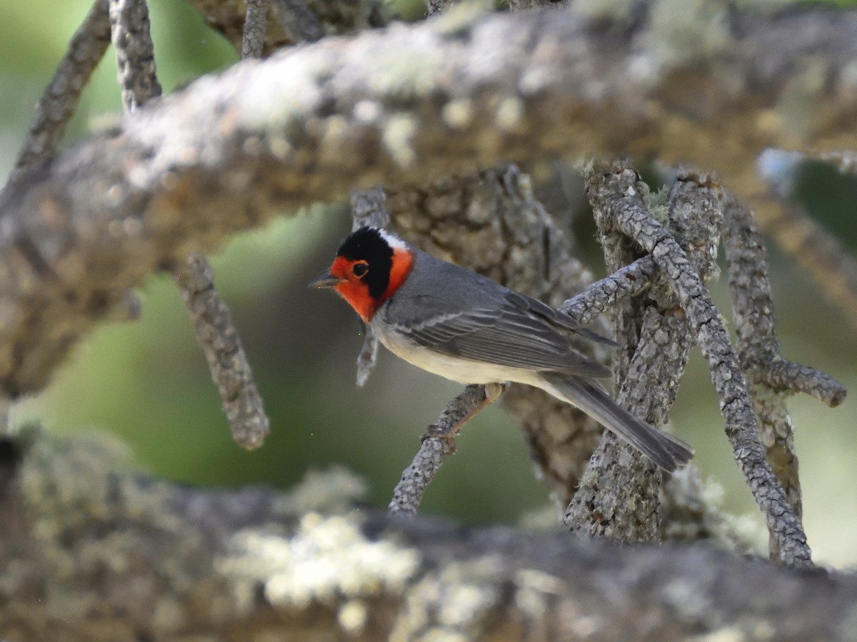 Red-faced Warbler - ML620282905