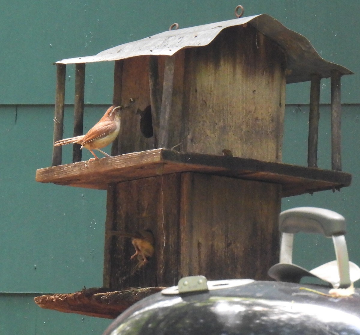 Carolina Wren - ML620282908