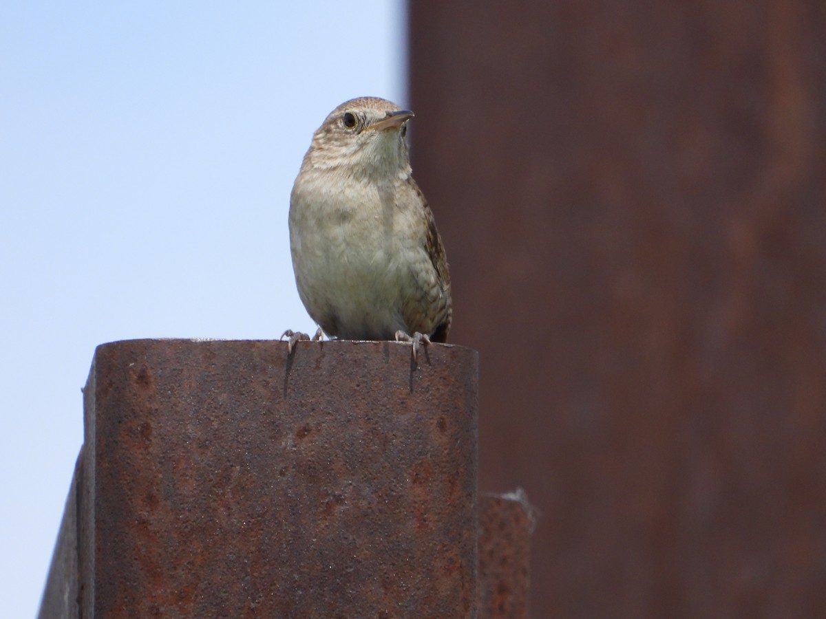 House Wren - ML620282911