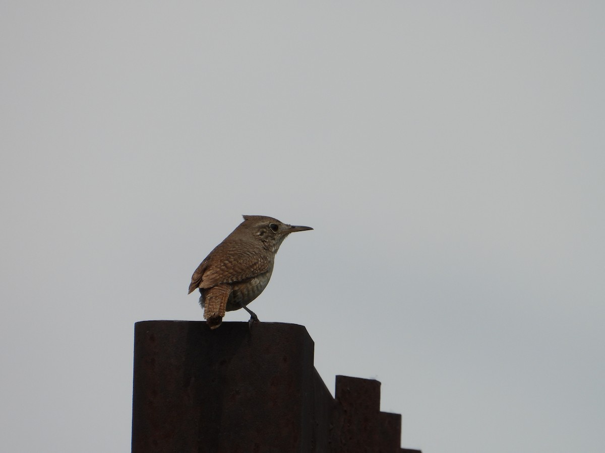 House Wren - ML620282912