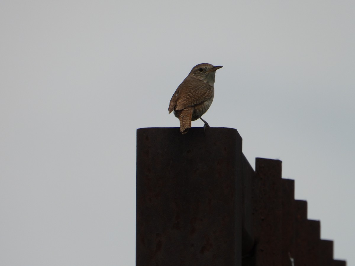 House Wren - Whitney Heim