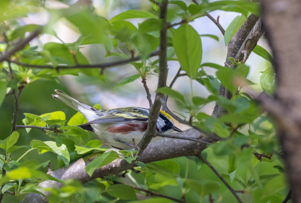 Chestnut-sided Warbler - ML620282916