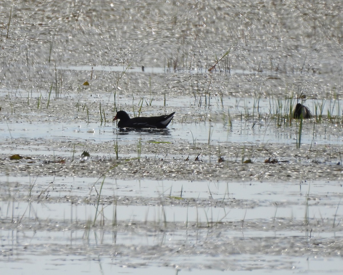 Common Gallinule - ML620282917