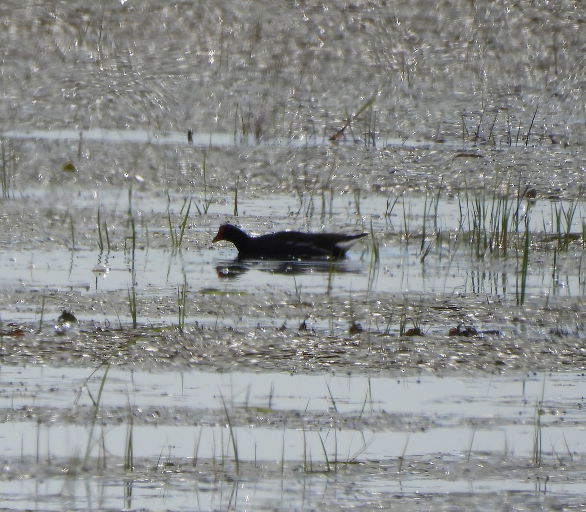 Common Gallinule - ML620282918