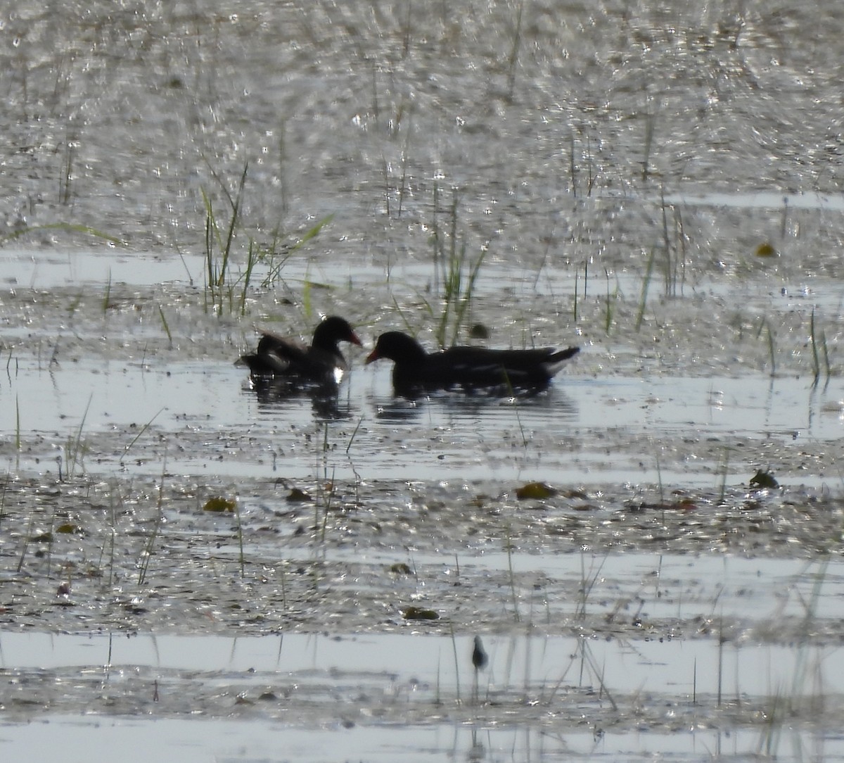 Common Gallinule - ML620282919