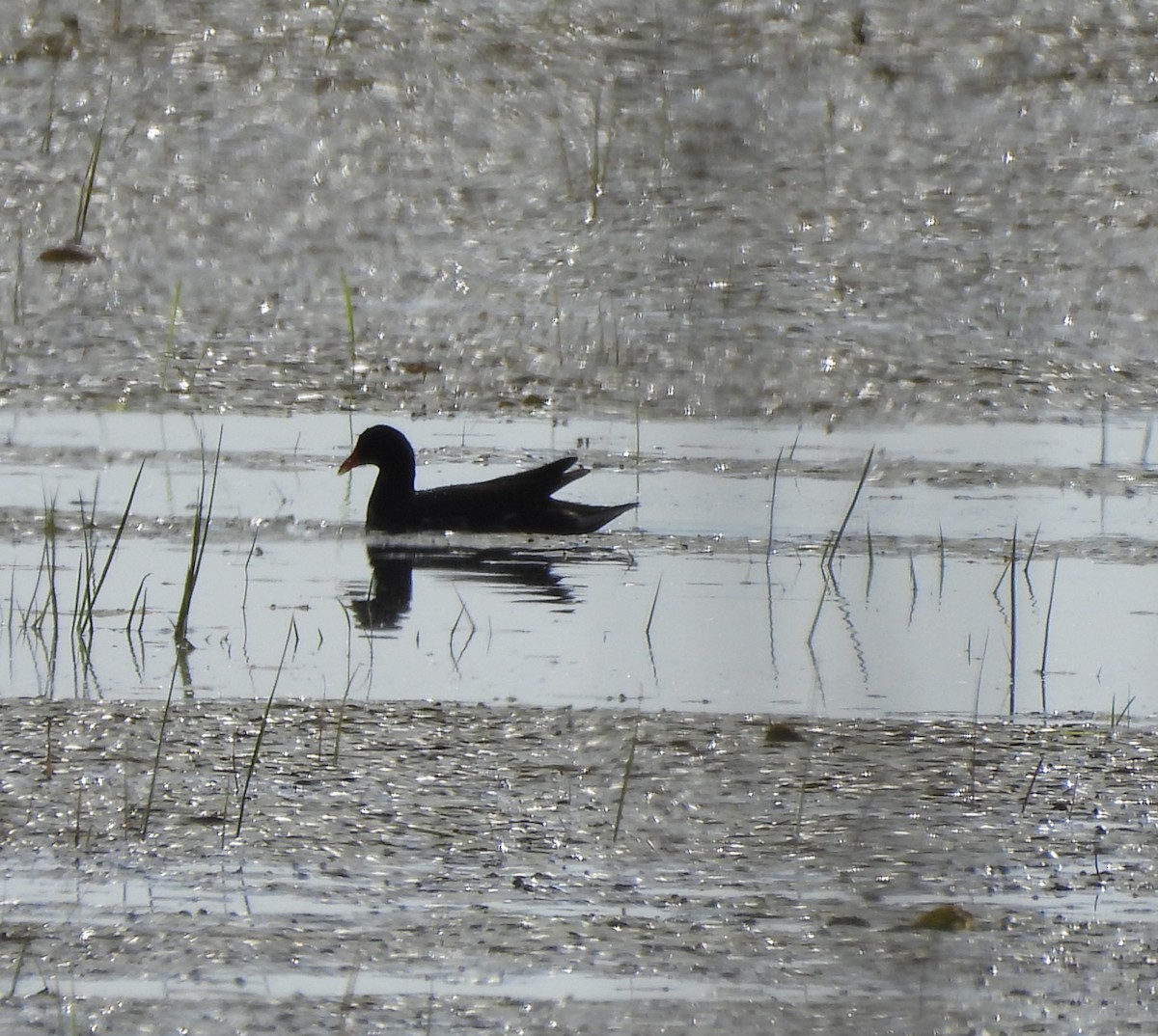 Common Gallinule - ML620282921