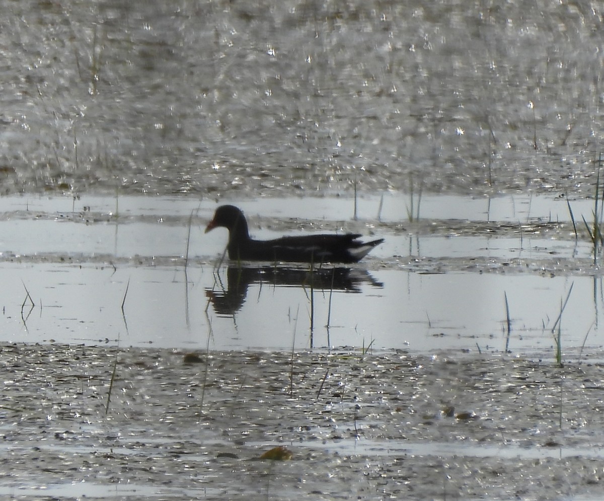 Common Gallinule - ML620282922