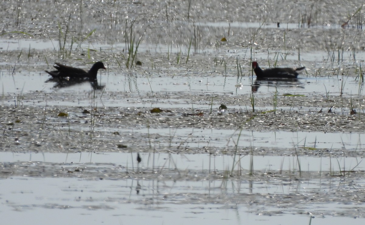 Common Gallinule - ML620282923