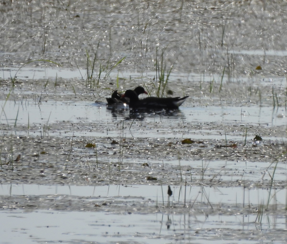 Common Gallinule - ML620282924