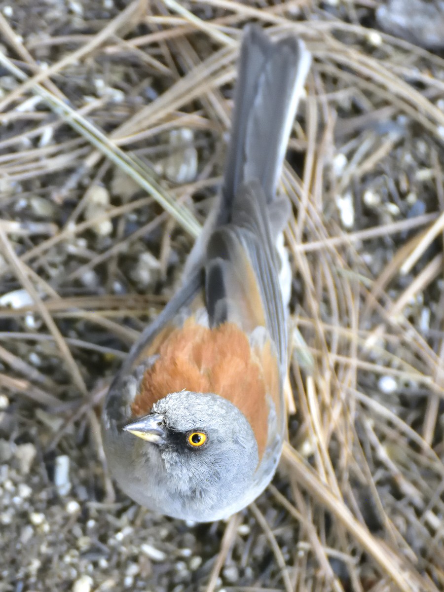 Yellow-eyed Junco - ML620282926