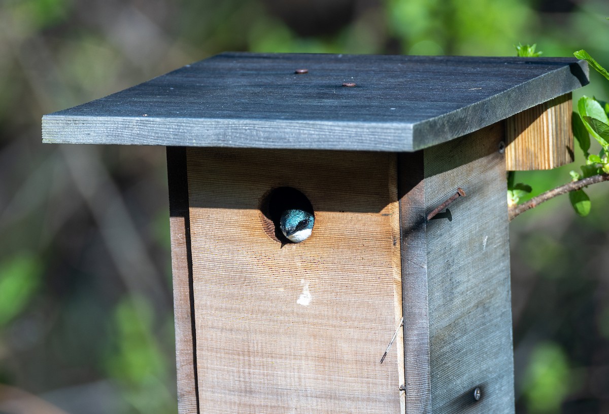 Golondrina Bicolor - ML620282927