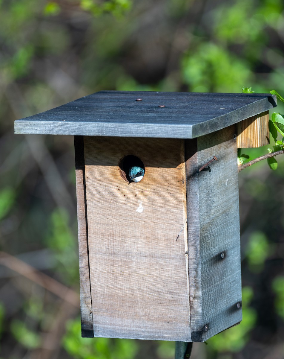 Golondrina Bicolor - ML620282928