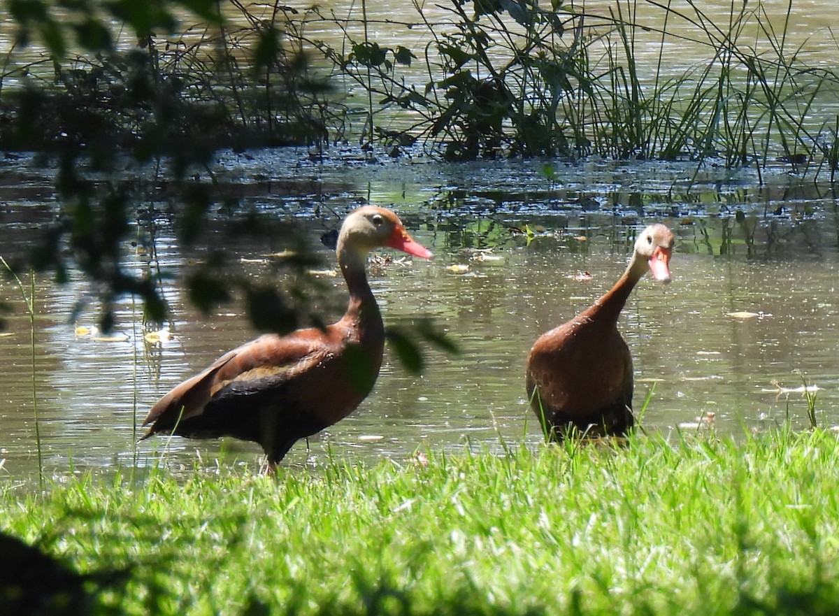 Dendrocygne à ventre noir - ML620282929