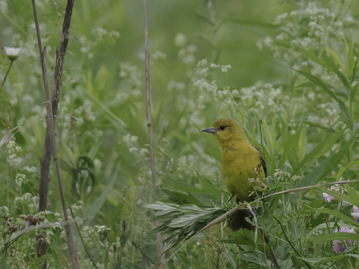 Orchard Oriole - ML620282935