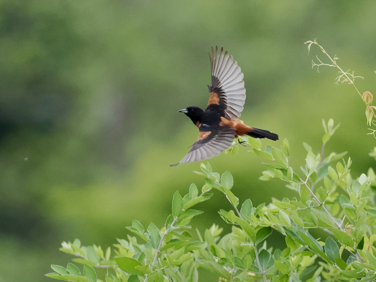 Orchard Oriole - ML620282936